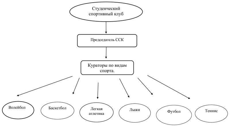 Структура студенческого спортивного клуба